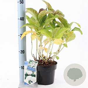 Hydrangea m. 'Mad. Emile Mouillère' 20-25 cm 2,0L