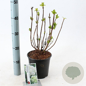 Hydrangea m. 'Mad. Emile Mouillère' 20-25 cm 2,0L