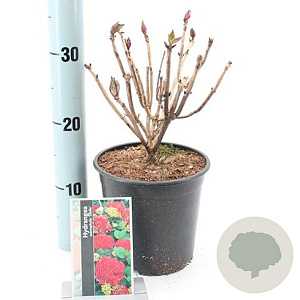 Hydrangea m. 'Sibilla' 20-25 cm 2,0L