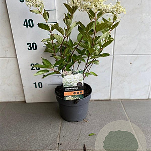 Hydrangea pan. 'Grandiflora' 20-25 cm 2,0L