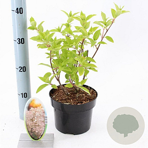 Hydrangea pan. 'Phantom' 30-40 cm 2,0L