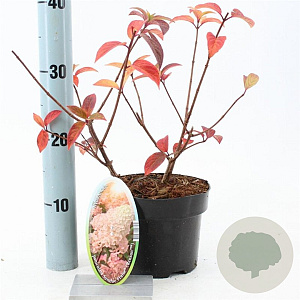 Hydrangea pan. Sundae Fraise 25-30 cm 2,0L