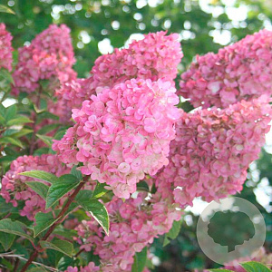 Hydrangea pan. Sundae Fraise 25-30 cm 2,0L