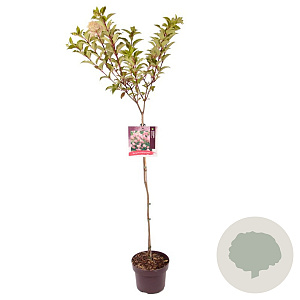 Hydrangea pan. Vanille-Fraise 80 cm stam 5,0L