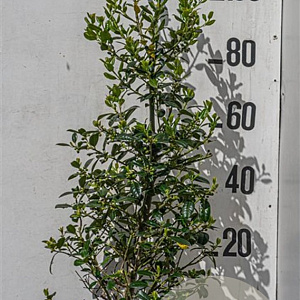 Ilex aq. 'J.C. van Tol' 100-125 cm 20L