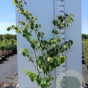 Cercis canadensis 150-175 cm 20L