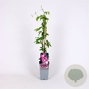 Clematis 'Dr Ruppel' 70 cm 2,0L