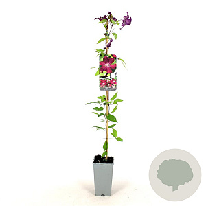 Clematis 'Rouge Cardinal' 80-100 cm 2,5L