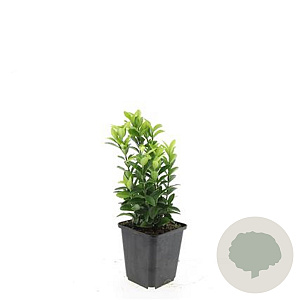 Euonymus jap. 'Green Spire' GM P9