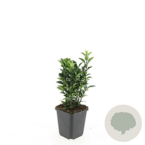 Euonymus jap. 'Green Spire' GM P9