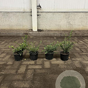 Lonicera nit. 'Elegant' 15-20 cm P13