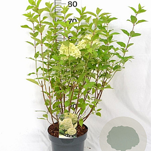 Hydrangea pan. 'Limelight' 40-60 cm 5,0L
