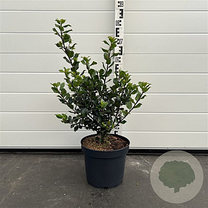 Ilex meserv. 'Blue Prince' 40-60 cm 7,5L