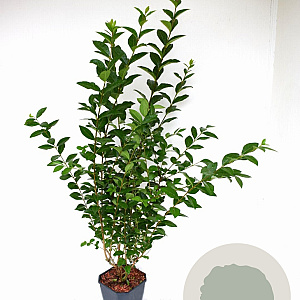 Ligustrum ovalifolium 80-100 cm 5,0L