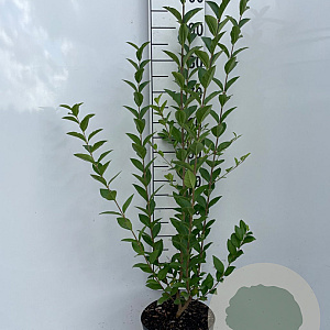 Ligustrum ovalifolium 100-125 cm 5,0L
