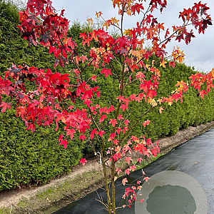 Liquidambar styraciflua 150-175 cm 20L