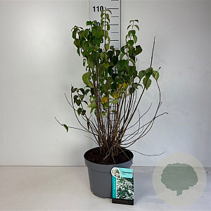 Philadelphus 'Virginal' 100-125 cm 10L