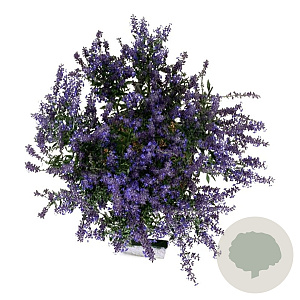 Perovskia atripl. 'Prime Time' 40-50 cm 15L