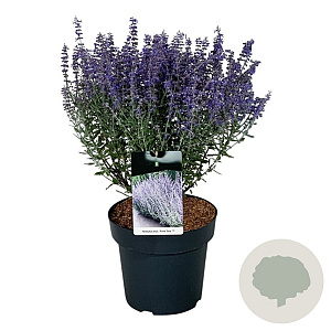 Perovskia atripl. 'Prime Time' 40-50 cm 15L