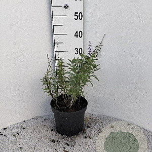 Perovskia 'Blue Spire' 30-40 cm 5,0L