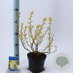 Physocarpus opulif. 'Dart's Gold' 30-40 cm 2,0L