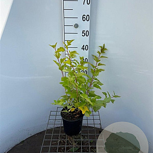 Physocarpus opulif. 'Dart's Gold' 30-40 cm 2,0L