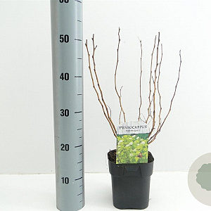 Physocarpus opulif. 'Dart's Gold' 30-40 cm 2,0L