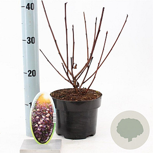 Physocarpus opulif. 'Diabolo' 30-40 cm 2,0L