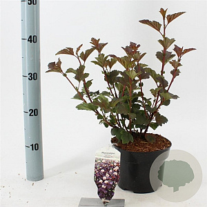 Physocarpus opulif. 'Diabolo' 30-40 cm 2,0L