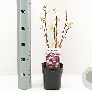 Physocarpus opulif. Lady in Red 30-40 cm 2,0L