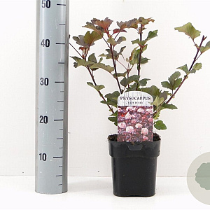 Physocarpus opulif. Lady in Red 30-40 cm 2,0L