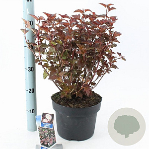 Physocarpus opulif. Lady in Red 30-40 cm 2,0L