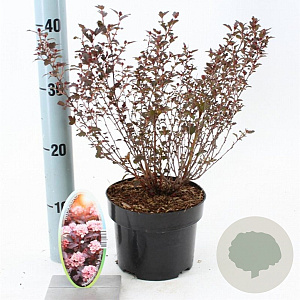 Physocarpus opulif. Little Joker 25-30 cm 2,0L