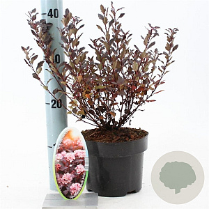 Physocarpus opulif. Little Joker 25-30 cm 2,0L