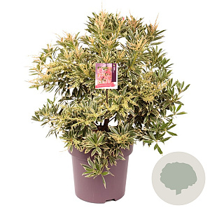 Pieris 'Flaming Silver' 50-60 cm 13L