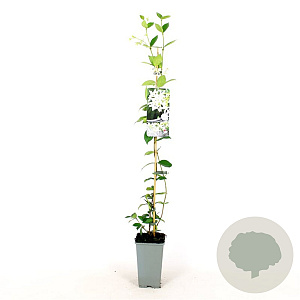 Trachelospermum jasminoides 80-100 cm 2,5L