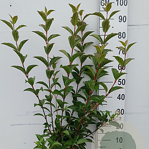 Viburnum bodn. 'Charles Lamont' 80-100 cm 10L