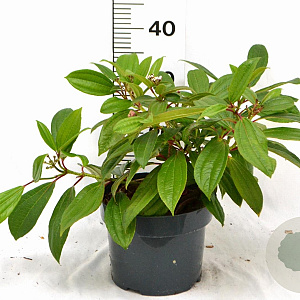 Viburnum davidii 40-50 cm 5,0L