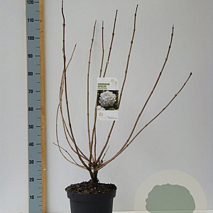 Viburnum opulus 60-80 cm 7,5L