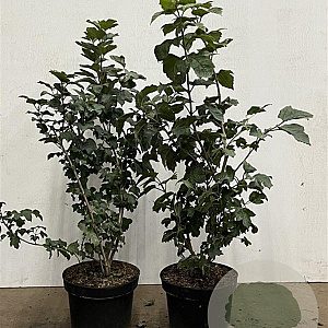 Viburnum opulus 60-80 cm 7,5L