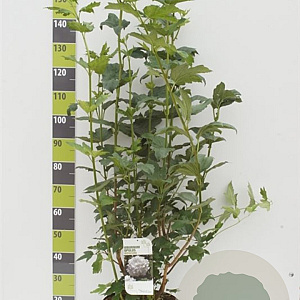 Viburnum opulus 'Roseum' 100-125 cm 12L