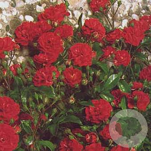 Rosa (P) `Red the Fairy` 15-20 cm P13