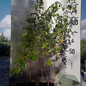Cornus kousa chinensis 100-125 cm 2,0L