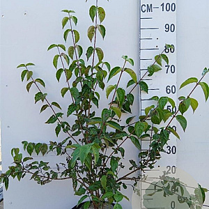 Cornus mas 80-100 cm 10L