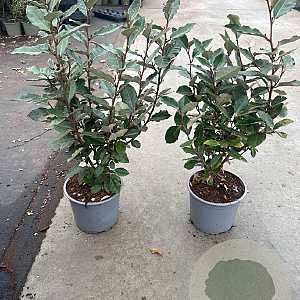 Elaeagnus ebb. 'Compacta' 40-60 cm 3,0L