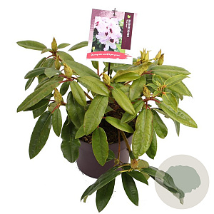 Rhododendron 'Blue Peter' 30-40 cm 5,0L