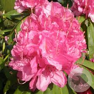 Rhododendron 'Catharine van Tol' 30-40 cm 5,0L