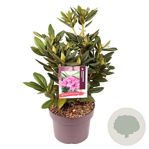 Rhododendron 'Cosmopolitan' 30-40 cm 5,0L