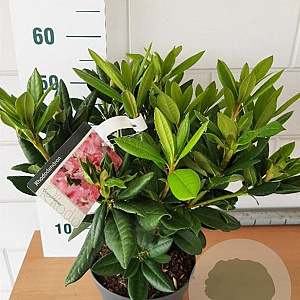 Rhododendron 'Cosmopolitan' 30-40 cm 5,0L