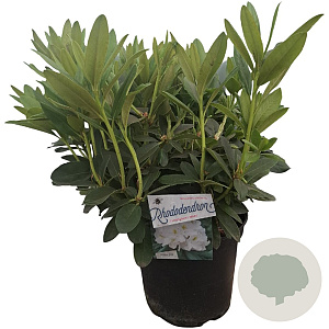 Rhododendron 'Cunningham's White' 50-60 cm 10L